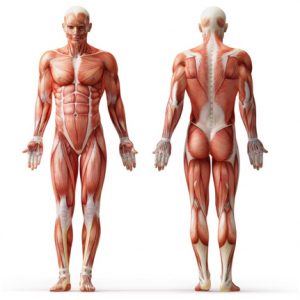 رعایت اصول تقسیم بندی عضلات